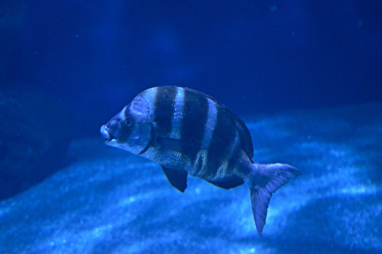 Black striped fish swimming in the ocean, sand, light, lonely