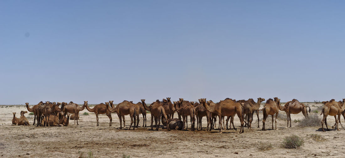 View of camels on deseet field against sky
