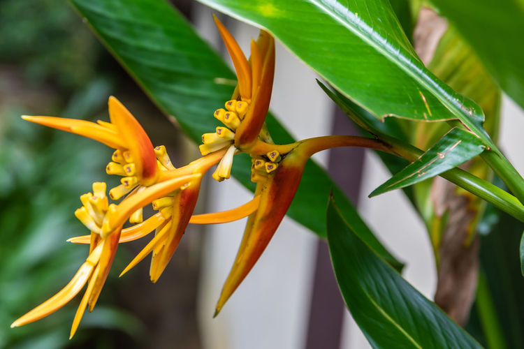 Close-up of yellow flowering plant