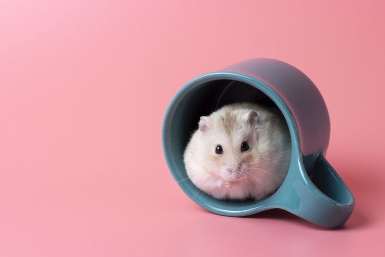 Dwarf hamster sitting in a mug close up on pink background