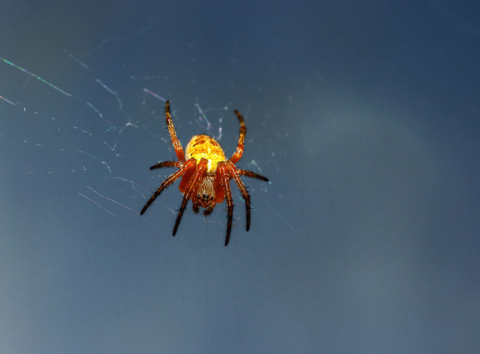 Low angle view of spider on web against sky