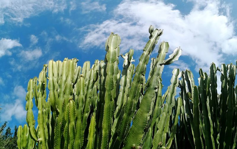 Close-up of cactus growing in field against sky