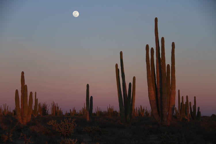 Cactus against sky during sunset