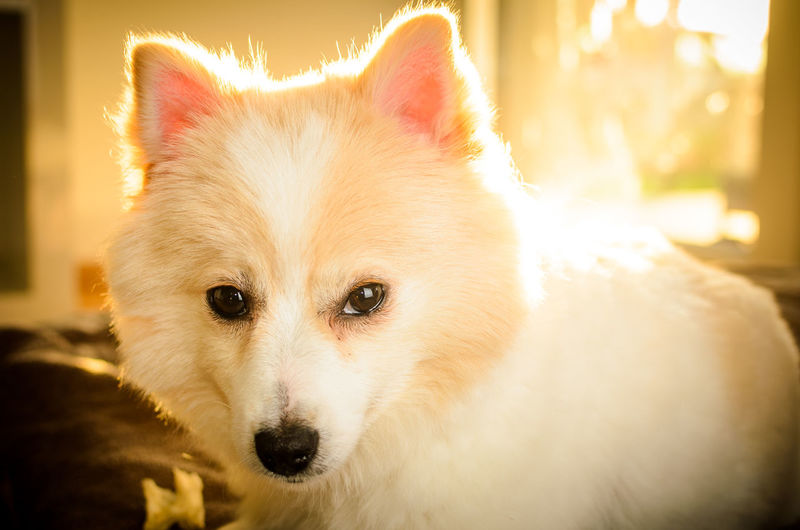Close-up portrait of dog in sunlight
