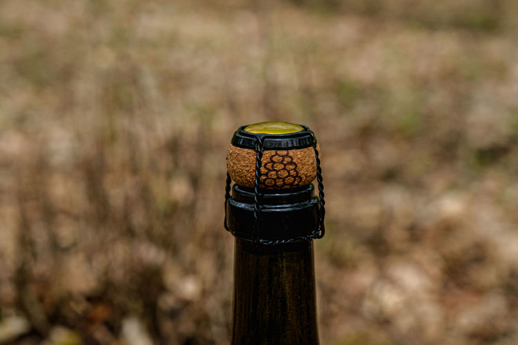 A bottle of unopened champagne in the woods