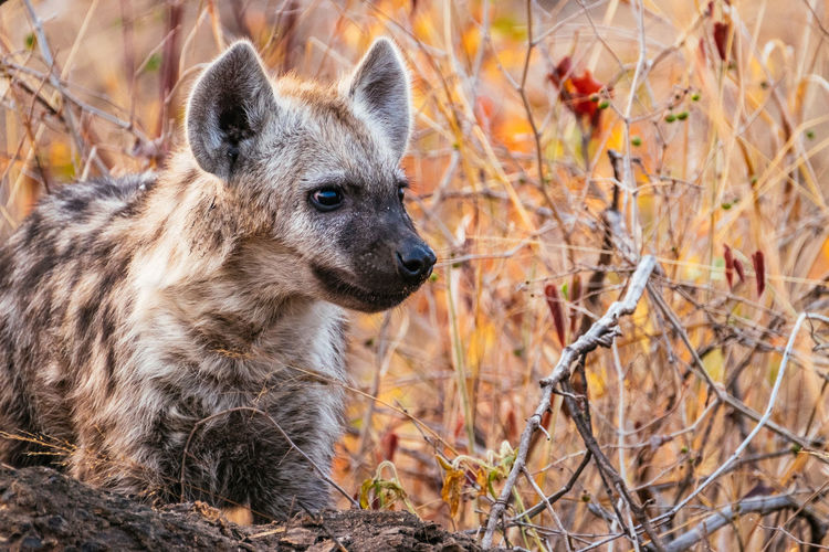 Close-up of hyena on field