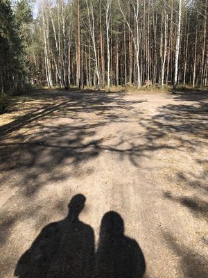 Shadow of people on tree trunk