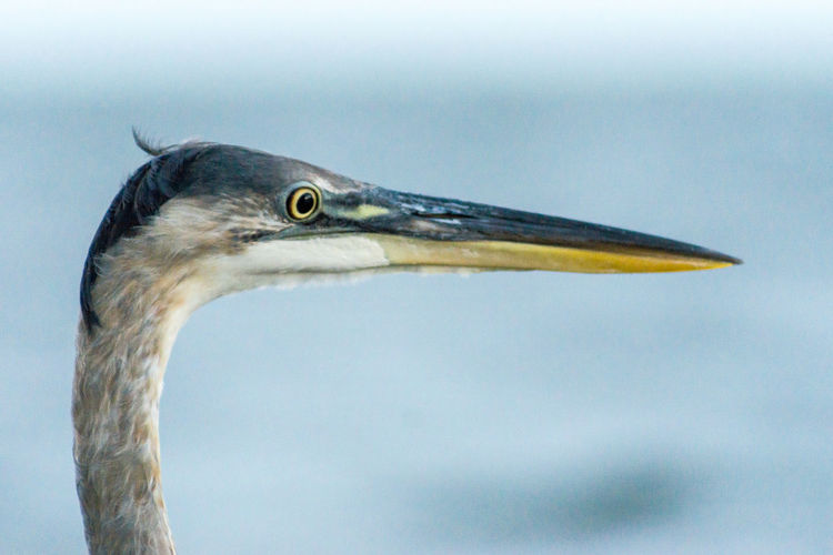 Close-up of heron against sky
