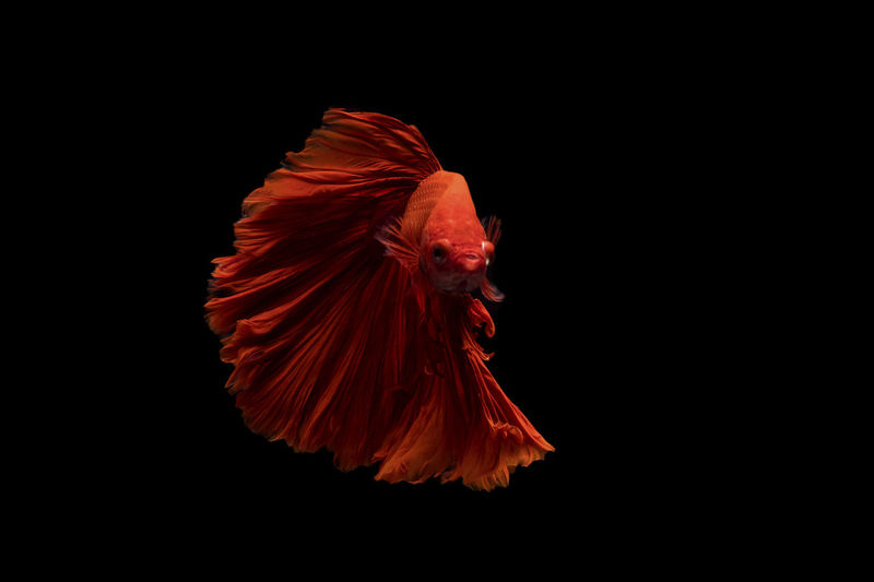 Siamese fighting fish over black background