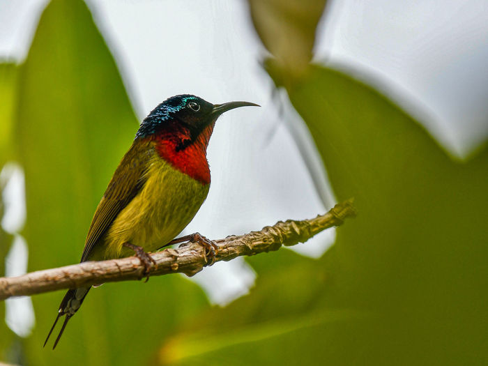 Close-up of bird perching on branch