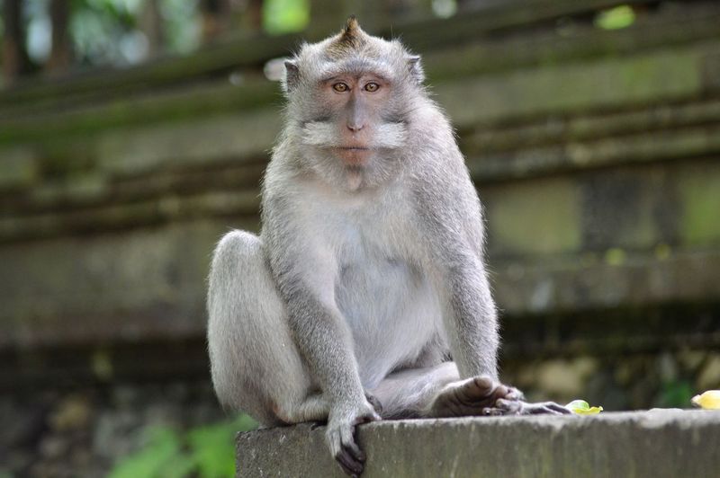 Monkey at temple